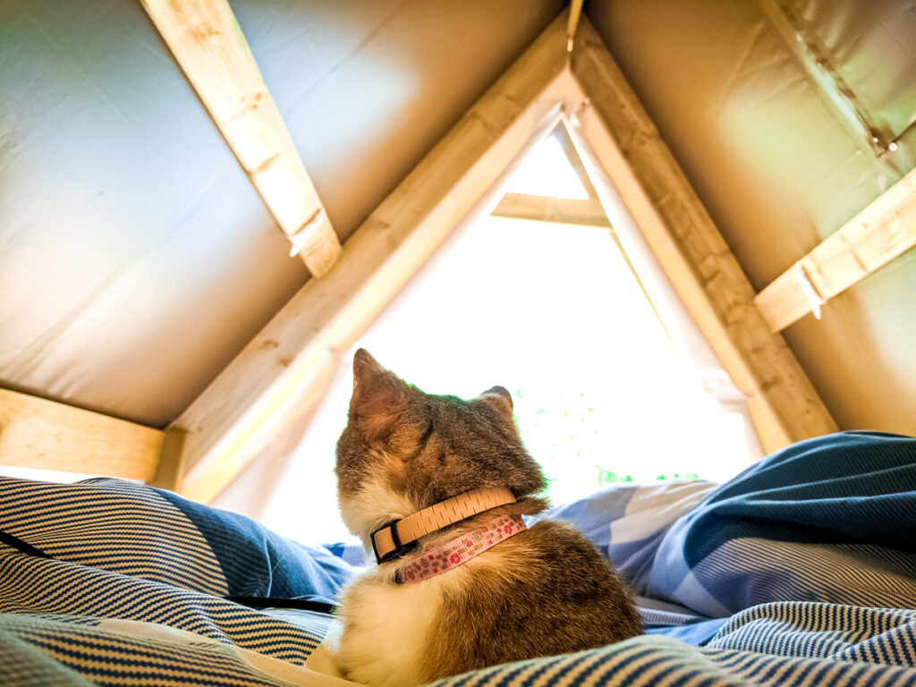 cats eye view in the Tente Randonneur at Camping des Ribières