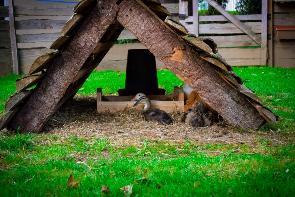 animal farm at camping des ribieres confolens