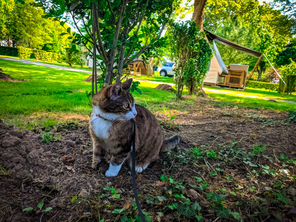 KitCat the cat at camping des ribieres in confolens