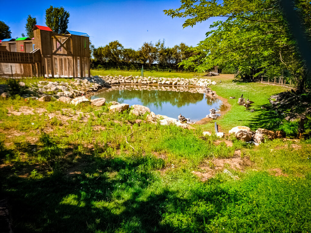 small pond for animals at sequoia parc