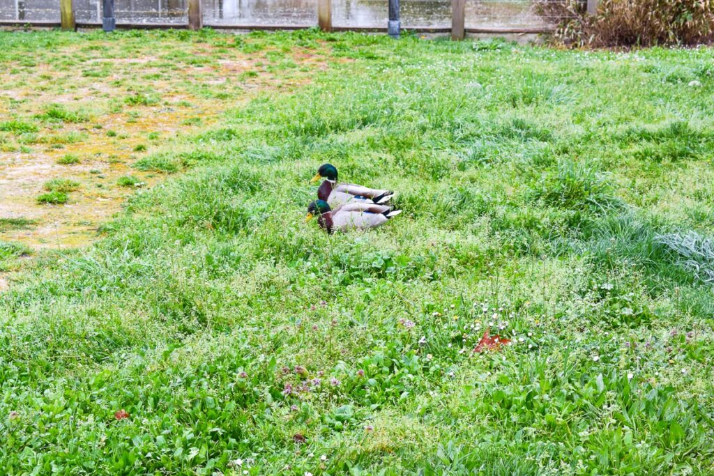 Ducks at Yelloh Village Camping Bordeaux Lac (23)