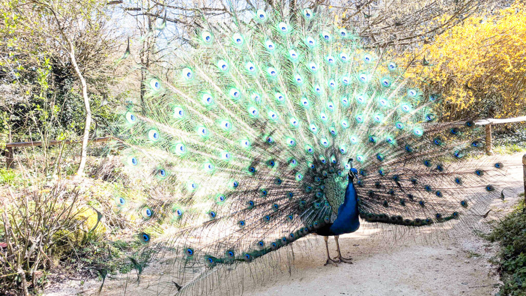 a photo of a peacock