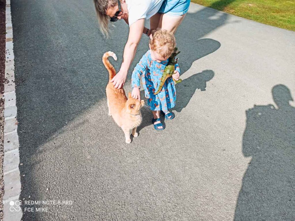 A ginger cat being stroked by the toddler at camping la roche posay