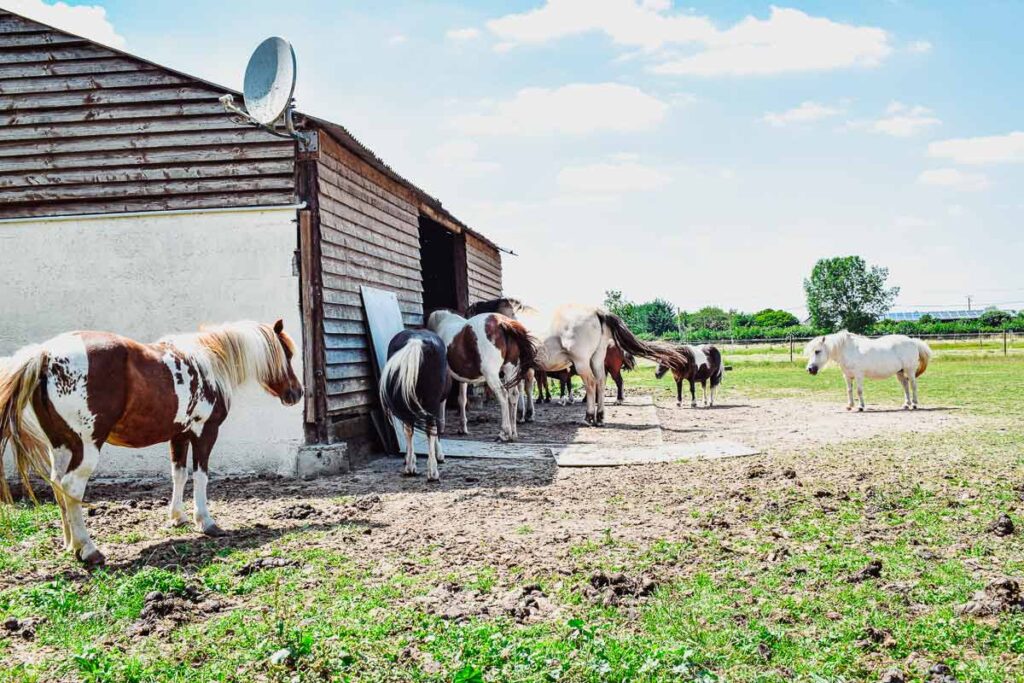 horses-at-the-domaine-de-la-breche-poney-club