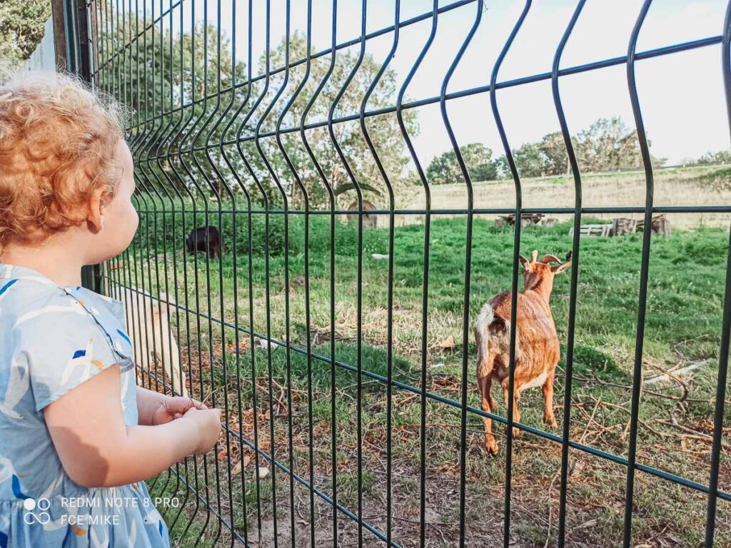 mini-farm-at-camping-domaine-de-la-breche