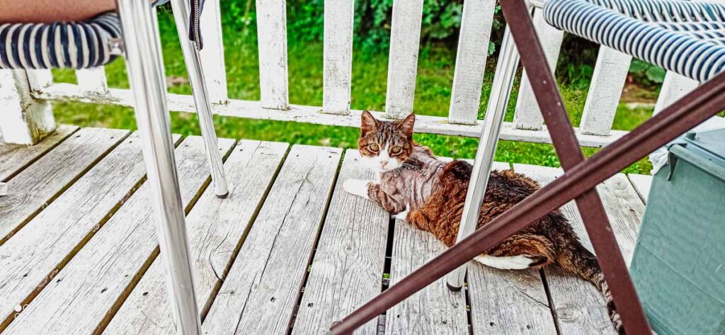 our-cat-at-our-accommodation-on-domaine-de-la-breche-campsite