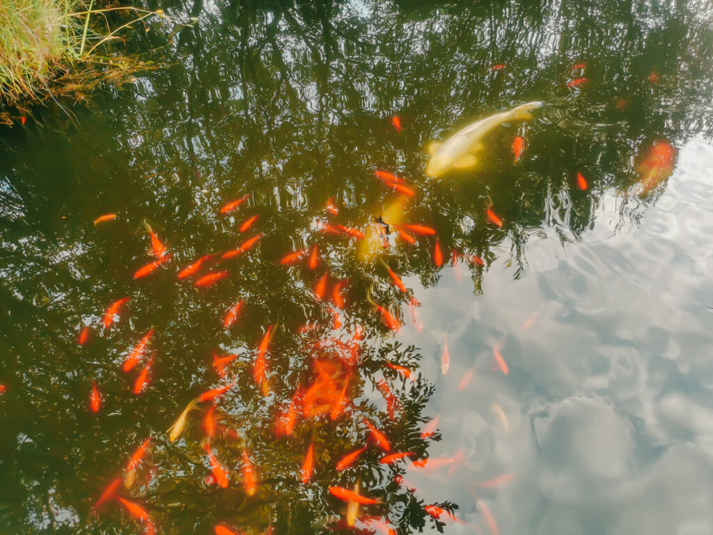 koi car in the water at soustons village
