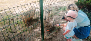 lottie feeding animals at the mini farm