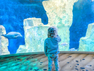 st malo aquarium with a fish and a child