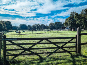 horses in a field at domaine des ormes