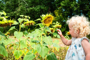 beautiful sun flowers at Le Lac des 3 Vallées