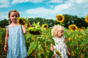 beautiful sun flowers at lac des trois vallees campsites