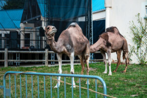 camels on a french campsite