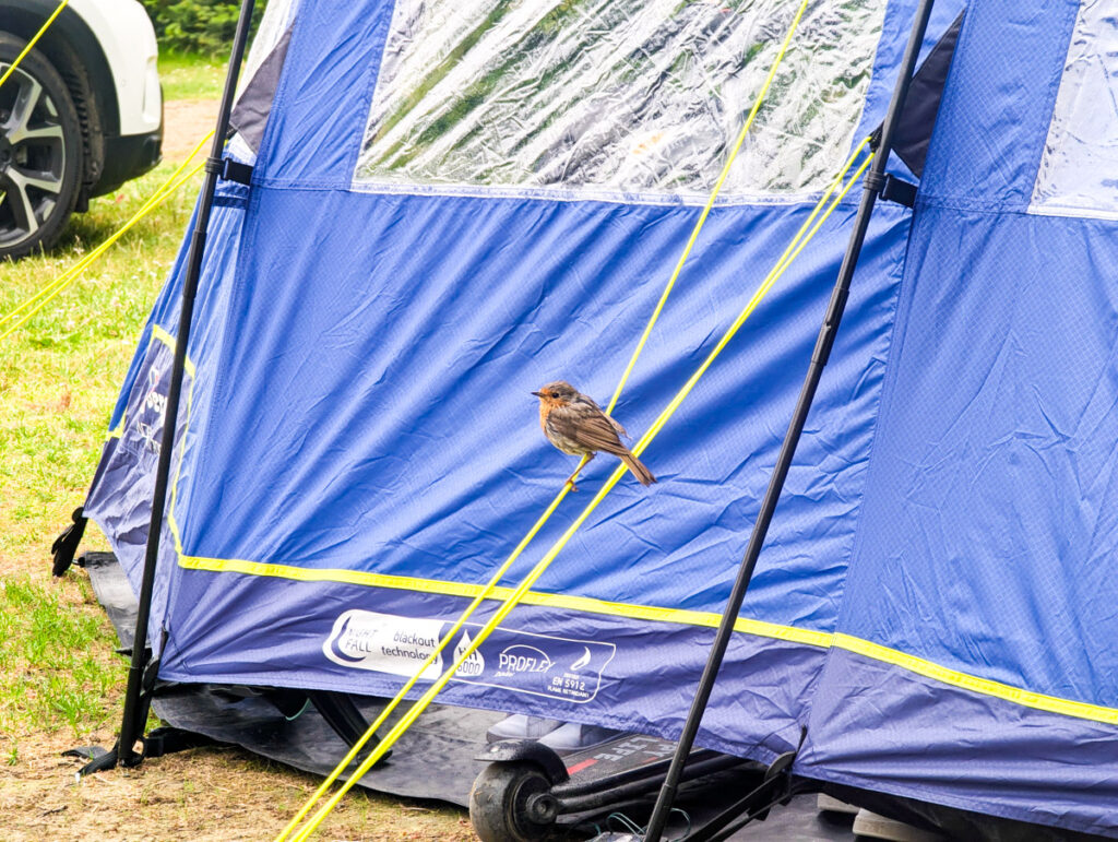 the berghaus adhara 700xl poled tent with a robin redbreast sat on the guyline