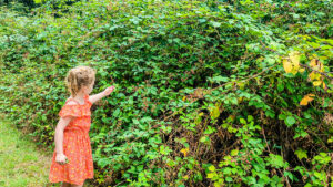 picking Blackberries on coeur de vendee campsite in the vendee