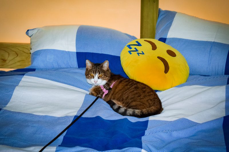 KitCat the Family Camping Europe cat KitCat and Mr Snooze the waking up emoji